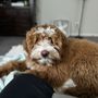 Photo of Meg's Doodles and Poodles