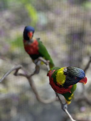 Jacksonville Zoo and Botanical Gardens by null