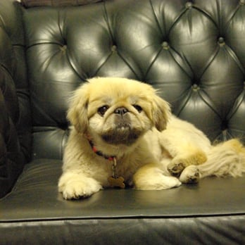 H & S Auto Repair - Friendly dog in the waiting room - Auto Repair Near Me - Thornton, Illinois