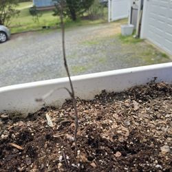 Gurney's Seed & Nursery - Dead cherry bush two weeks later