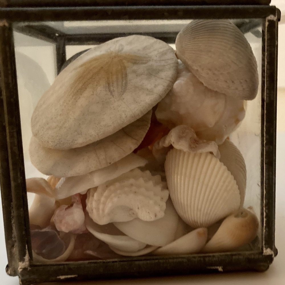 Shell World - Sand dollars. I've got so many shells I don't remember which I purchased at Sea World! 11/25/22 - Gift Shops Near Me - Key Largo, Florida