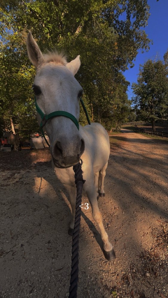 Woodpecker Farm - equestrian in Woodford, VA