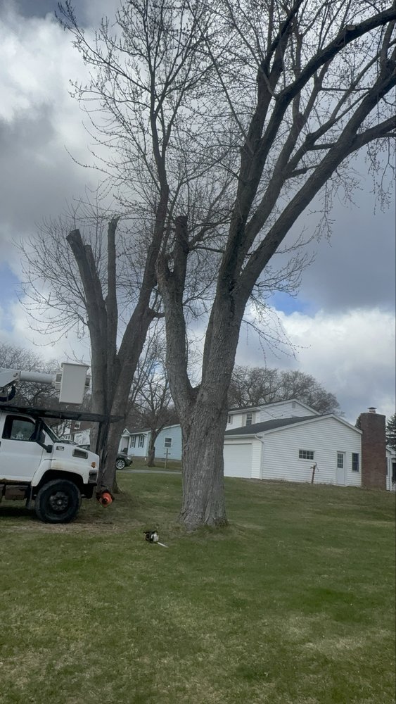 Innovation Tree Services - tree service in Rochester Ny, NY