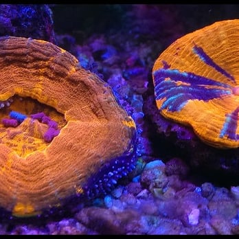 Elite Reef - Aquarium Services Near Me - Denver, Colorado Elite Reef - Aquarium Services Near Me - Denver, Colorado