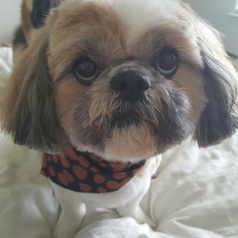A'lure Pet Grooming - Pet Groomers Near Me - Magnolia, Texas A'lure Pet Grooming - Pet Groomers Near Me - Magnolia, Texas