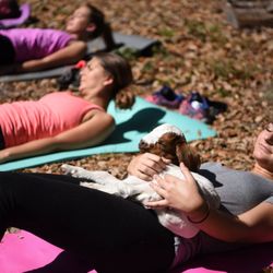 Grady Goat Yoga - Grady Goat Foundation is a donor-advised-fund of Athletes and Causes 501c3