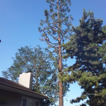 Arbol Tree Service - Tree Services Near Me Arbol Tree Service - Tree Services Near Me