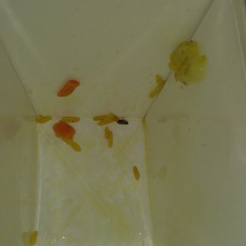 Dragon Wok - DEAD ROACHES IN THE FOOD DRAGON WOK PLEASE DON'T EAT HERE NASTY... THEY HAVE MICE RUNNING AROUND IN THE KITCHEN...... - Chinese Near Me - Kannapolis, North Carolina