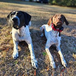 Sunshine K9 Training