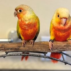Parrot Cabana