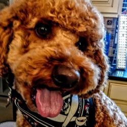 Curtain Call Pet Grooming - Cute as a button