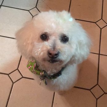 My Dog's Groomer - Pet Groomers Near Me - Melrose Park, Illinois My Dog's Groomer - Pet Groomers Near Me - Melrose Park, Illinois