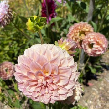 Filoli - Botanical Gardens Near Me - Woodside, California