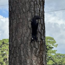 Beachwood Golf Club - Black squirrel giant species