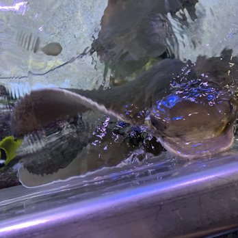 Austin Aquarium - Aquariums Near Me - Austin, Texas Austin Aquarium - Aquariums Near Me - Austin, Texas