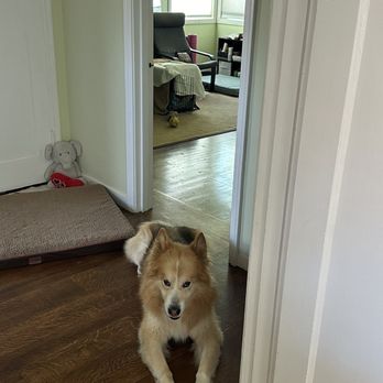 The Animal Chiropractor - After - Holistic Animal Care Near Me - Fremont, California The Animal Chiropractor - After - Holistic Animal Care Near Me - Fremont, California