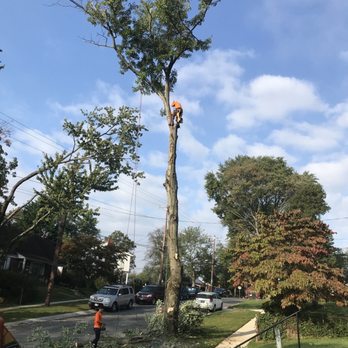 Alfaro's Tree Expert - Tree Services Near Me - North Potomac, Maryland Alfaro's Tree Expert - Tree Services Near Me - North Potomac, Maryland
