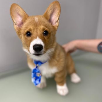 Cuddle Pet Grooming - Pet Groomers Near Me - Palm Coast, Florida Cuddle Pet Grooming - Pet Groomers Near Me - Palm Coast, Florida