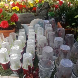 Tony's Nursery - Carnivorous plants