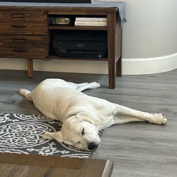 IQ K9 Training - Pet Training Near Me - Valley Center, California