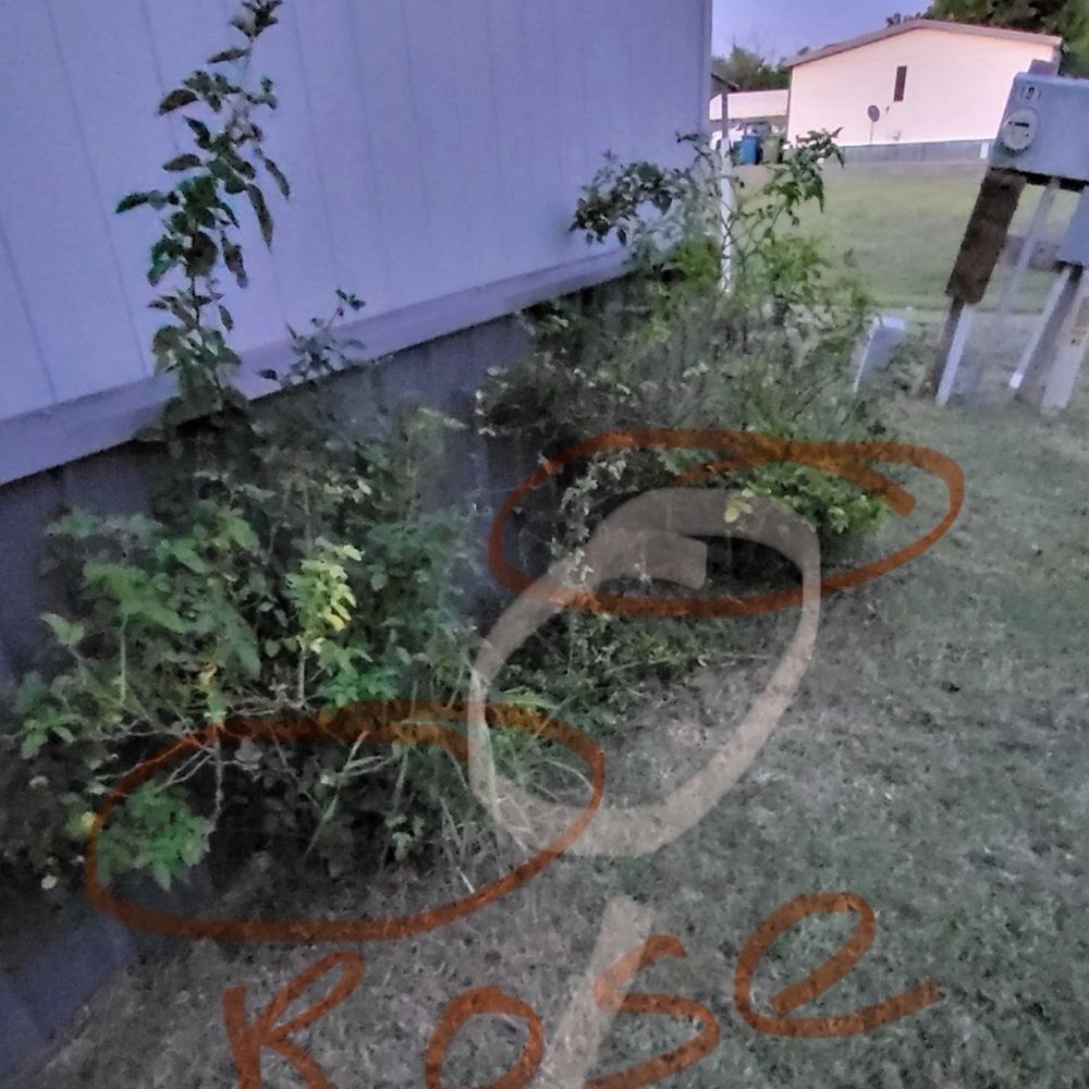 Barren Lawn Care Service - Living branches cut off of rosebush - Lawn Services Near Me Barren Lawn Care Service - Living branches cut off of rosebush - Lawn Services Near Me