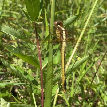 Caledon State Park - Dragonfly - Hiking Near Me - King George, Virginia