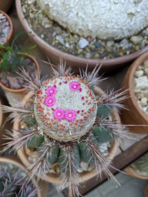 Cactus Store by null