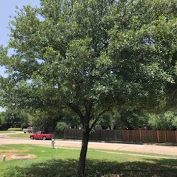 JP's Tree Service - Tree Services Near Me