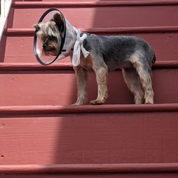 Berkeley Dog & Cat Hospital - Conehead - Veterinarians Near Me - Berkeley, California Berkeley Dog & Cat Hospital - Conehead - Veterinarians Near Me - Berkeley, California