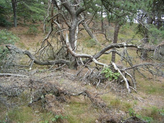 Great Island Trail by null