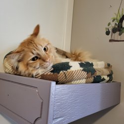 Best Friends Pet Care Services - Perched high on his favorite upper bunk.