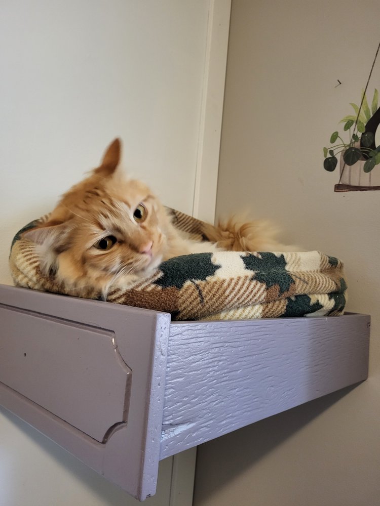 BEST FRIENDS PET CARE SERVICES Updated July 2024 22 Photos 4392