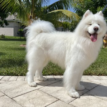 Puppy Luv Pet Salon - Pretty boy, freshly groomed - Pet Groomers Near Me - Miami, Florida