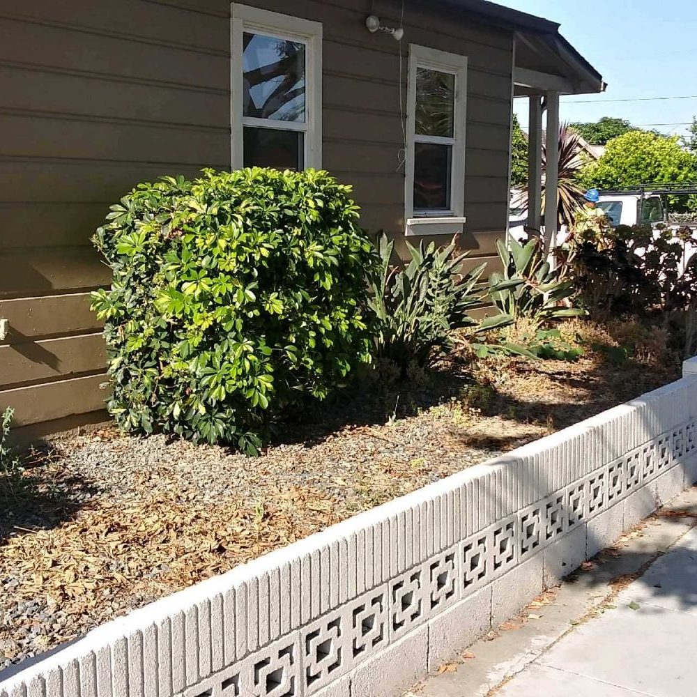 Jimmie's Tree Company - Before, side view. Lots of dead and overgrown hedges, succulents, and weeds overtaking the plants - Tree Services Near Me Jimmie's Tree Company - Before, side view. Lots of dead and overgrown hedges, succulents, and weeds overtaking the plants - Tree Services Near Me