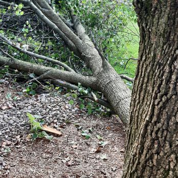 Belles Tree Service - Tree Services Near Me - Allentown, Pennsylvania Belles Tree Service - Tree Services Near Me - Allentown, Pennsylvania