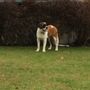 DogWatch of Upstate NY
