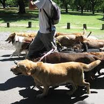 Dog Virtuoso - NYC Dog Training - Pet Training Near Me - Brooklyn, New York