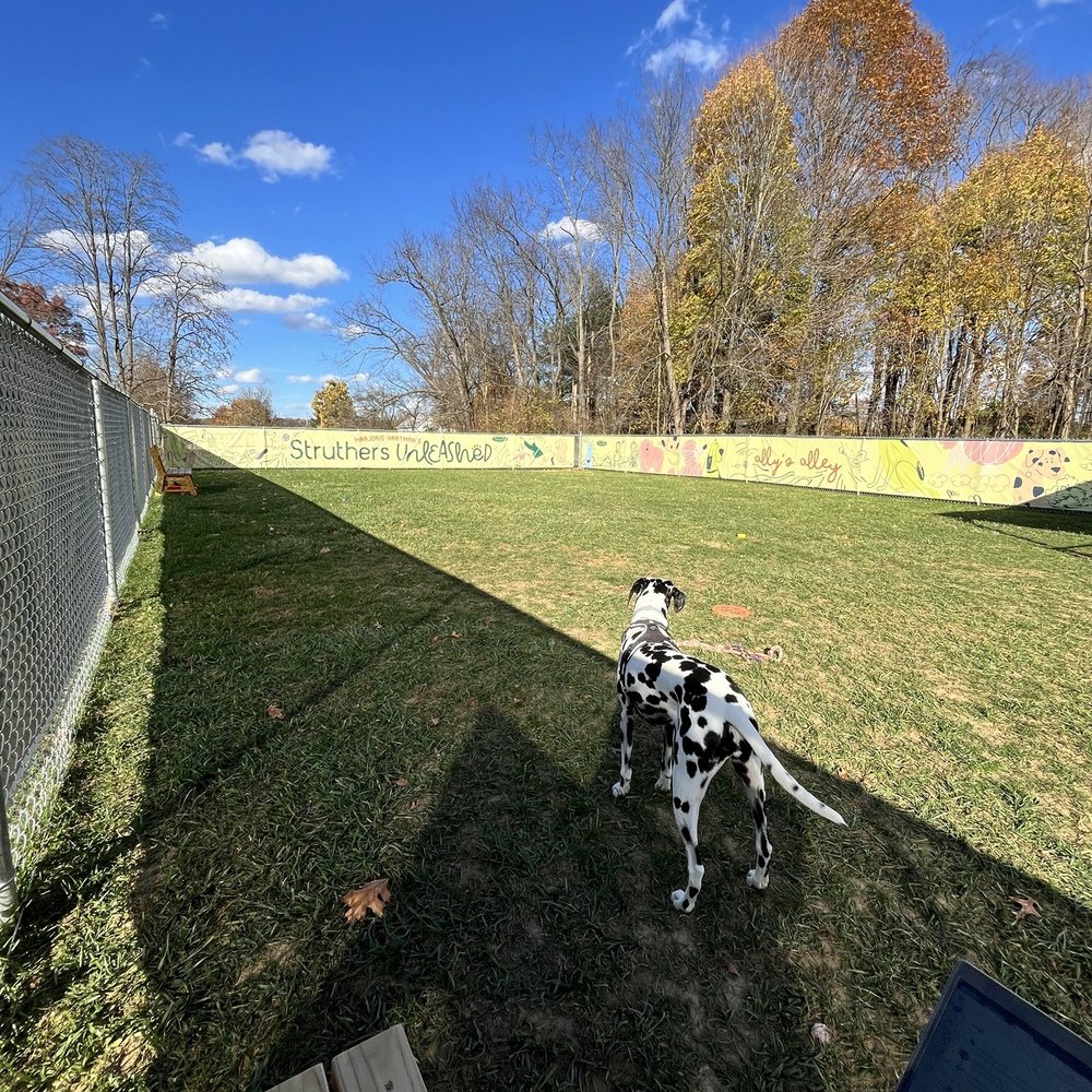 Struthers Unleashed - Dog came out to play - Dog Parks Near Me - Struthers, Ohio Struthers Unleashed - Dog came out to play - Dog Parks Near Me - Struthers, Ohio