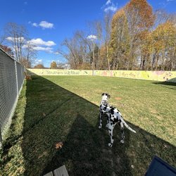Struthers Unleashed - Dog came out to play