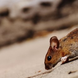 Rodriguez Exterminating - Mice and Rodents