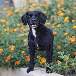 Pawsitive Vacation Pet Sitting - Bentley