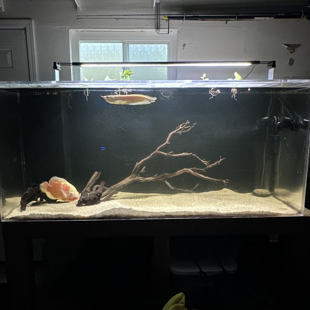 New tank and new fish. Albino Arowana and lemon Oscar. Thanks again as always to the staff and owner. New tank and new fish. Albino Arowana and lemon Oscar. Thanks again as always to the staff and owner.