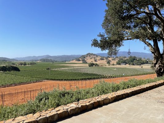 Gargiulo Vineyards by null