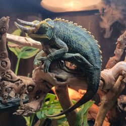 Exotic Pets - Jackson's Chameleon, male - a very cool character.