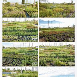 A B Nursery