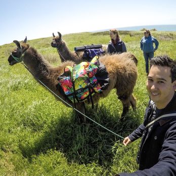 Lodging & Llamas - Guest Houses Near Me - Fort Bragg, California Lodging & Llamas - Guest Houses Near Me - Fort Bragg, California