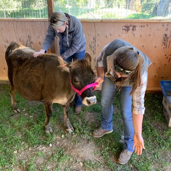 Tri-County Veterinary Hospital - Mini jersey having prenatal check-up. - Emergency Pet Hospital Near Me - Gilroy, California Tri-County Veterinary Hospital - Mini jersey having prenatal check-up. - Emergency Pet Hospital Near Me - Gilroy, California