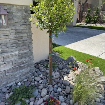 Green Valley Landscaping  - Carolina cherry patio tree, Australian racer ground cover, deer grass and lantanas at time of finished project. - Landscape Architects or Designers Near Me - Las Vegas, Nevada
