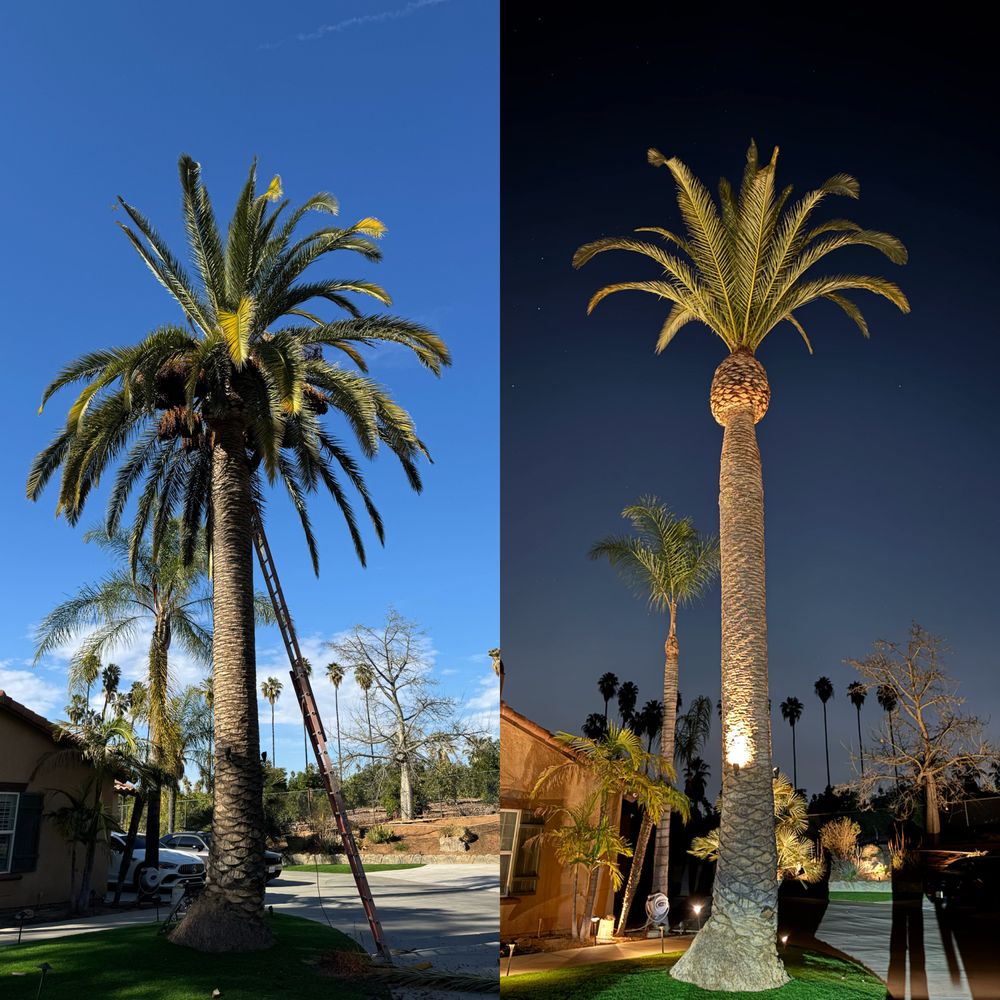 GREEN VISION TREE SERVICE - Updated May 2026 - 25 Photos - Moreno ...