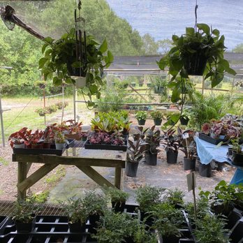 Green Acres Nursery - Nurseries & Gardening Near Me - Apopka, Florida
